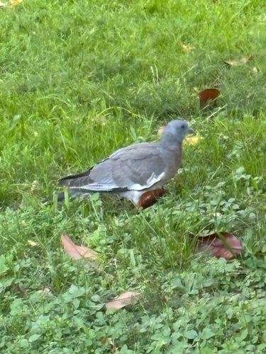 Common Wood-Pigeon