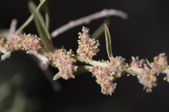 Atriplex canescens canescens