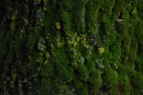 Eucladium verticillatum observed 2026-10-09