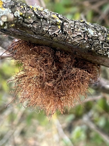 Mossy Rose Gall Wasp
