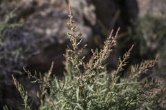 Atriplex canescens canescens