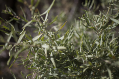 Atriplex canescens canescens