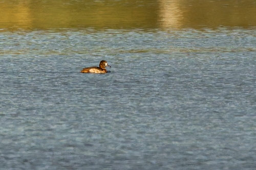 Greater Scaup