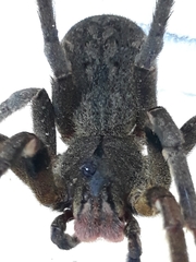 Phoneutria nigriventer