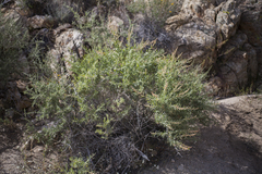 Atriplex canescens canescens