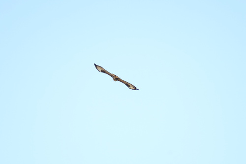 Western Common Buzzard