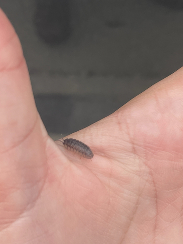 Nosy Pill Woodlouse