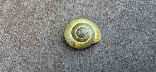 Brown-lipped Snail