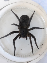 Phoneutria nigriventer