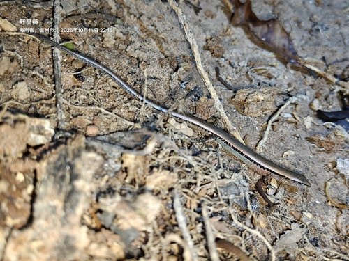 Scincella reevesii observed 2026-10-14