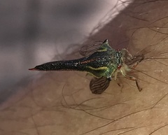 Umbonia crassicornis