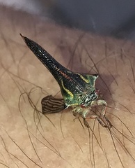 Umbonia crassicornis