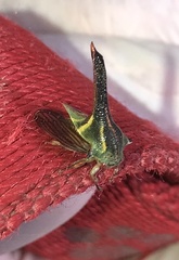 Umbonia crassicornis
