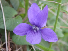 Viola suavis