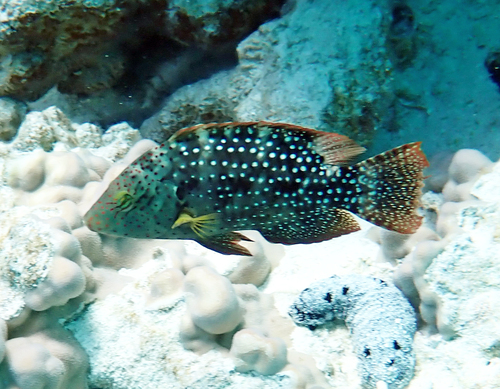 Cheilinus chlorourus observed 2026-10-13