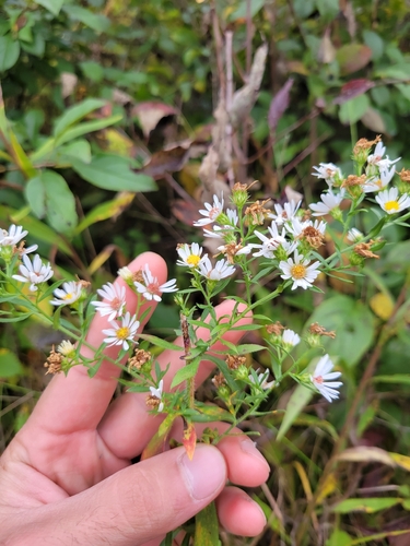 Frost Aster