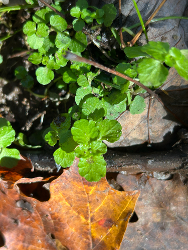 Chrysosplenium americanum observed 2026-10-12