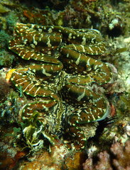 Tridacna elongatissima