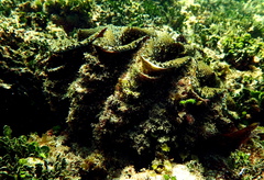 Tridacna elongatissima