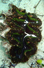 Tridacna elongatissima