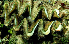 Tridacna elongatissima
