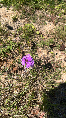 South American mock vervain