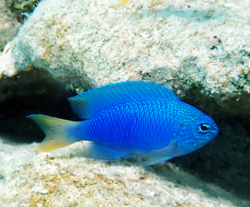 Pomacentrus pavo observed 2026-10-13
