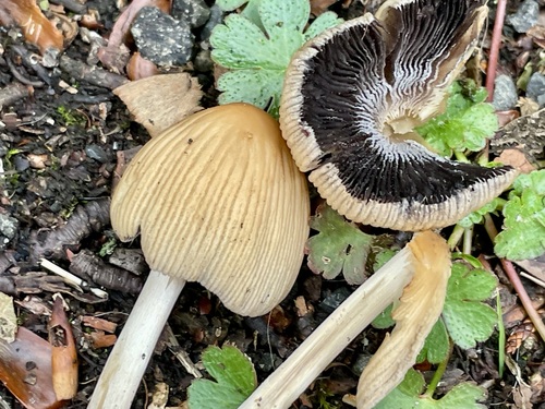 mica cap