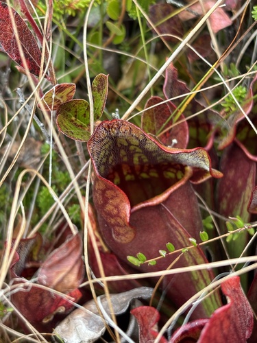 northern purple pitcher plant