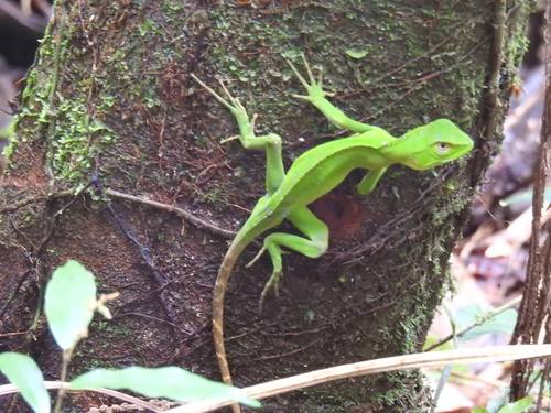 Ihering's Fathead Anole, Enyalius iheringii