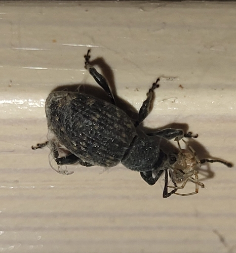 Black Vine Weevil