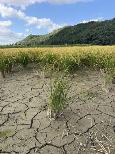 Oryza sativa observed 2026-09-22