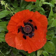 Papaver orientale