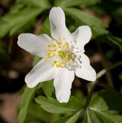 Anemonoides nemorosa