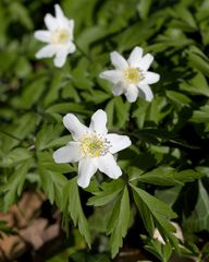 Anemonoides nemorosa