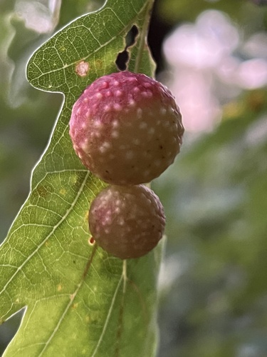 Cherry Gall Wasp
