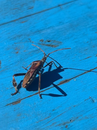 Western Conifer Seed Bug
