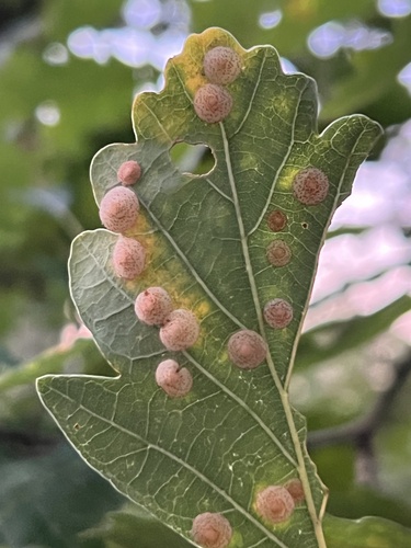 Common Spangle Gall Wasp