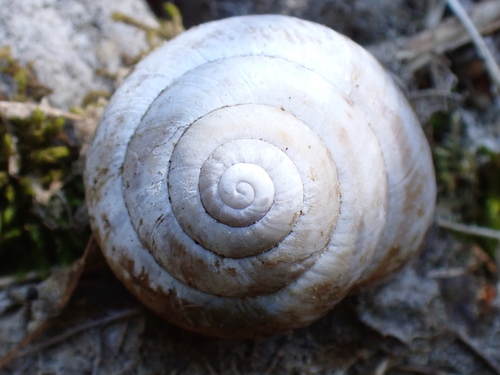 Helix sylvatica, 2026-09-12