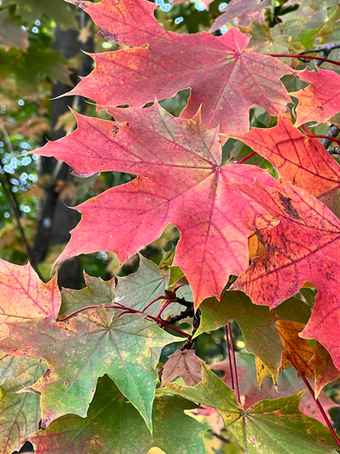 Norway maple