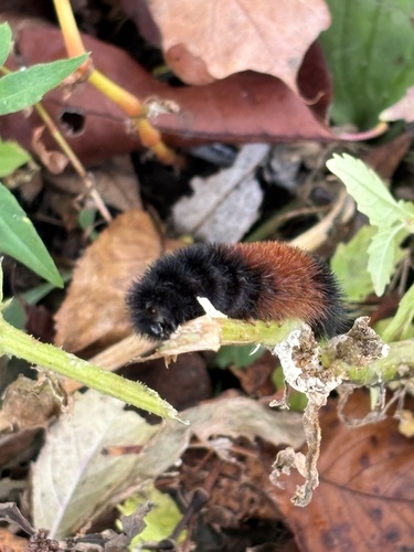 Isabella Tiger Moth