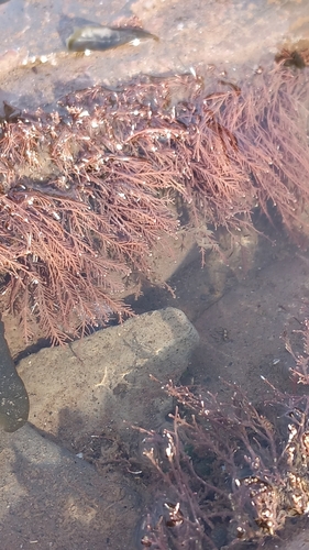 Corallina officinalis observed 2026-10-14