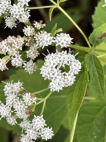 white snakeroot