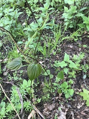 Smilax ecirrhata