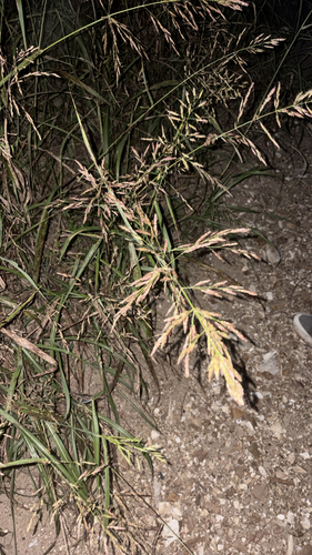 Johnson grass