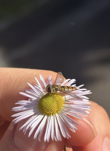 Marmalade Hover Fly
