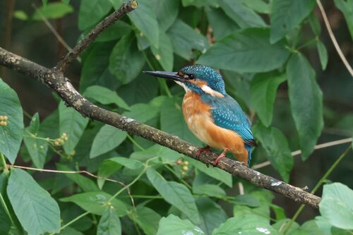 Common Kingfisher