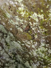 Hypochilidae