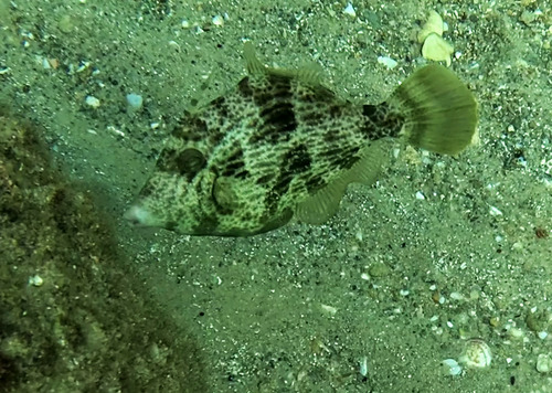 Stephanolepis diaspros observed 2026-10-13