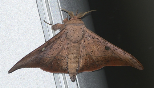 Perophora observed 2026-10-13
